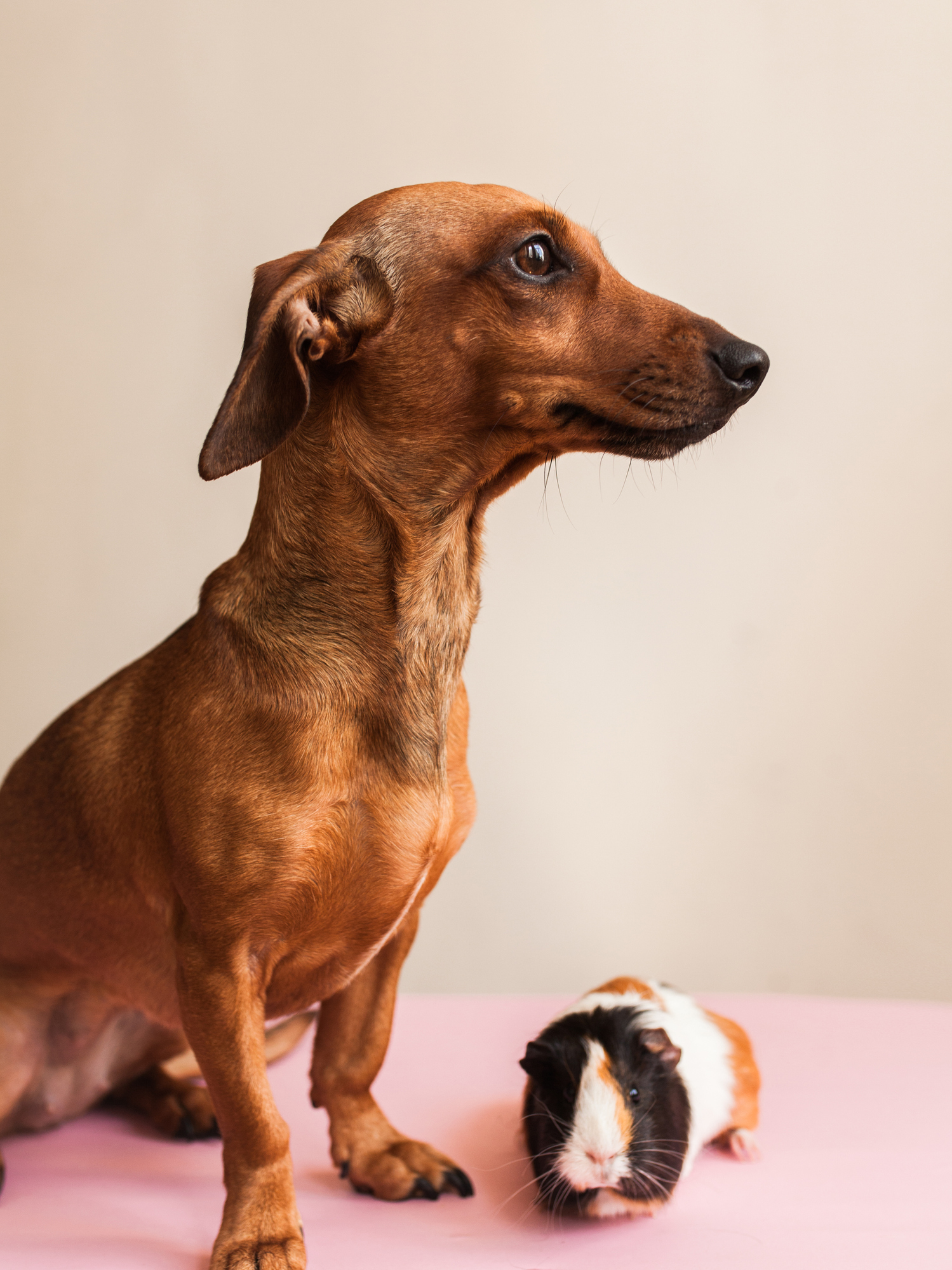 Dachshund and Guinea Pig Dog Sitting Specialists