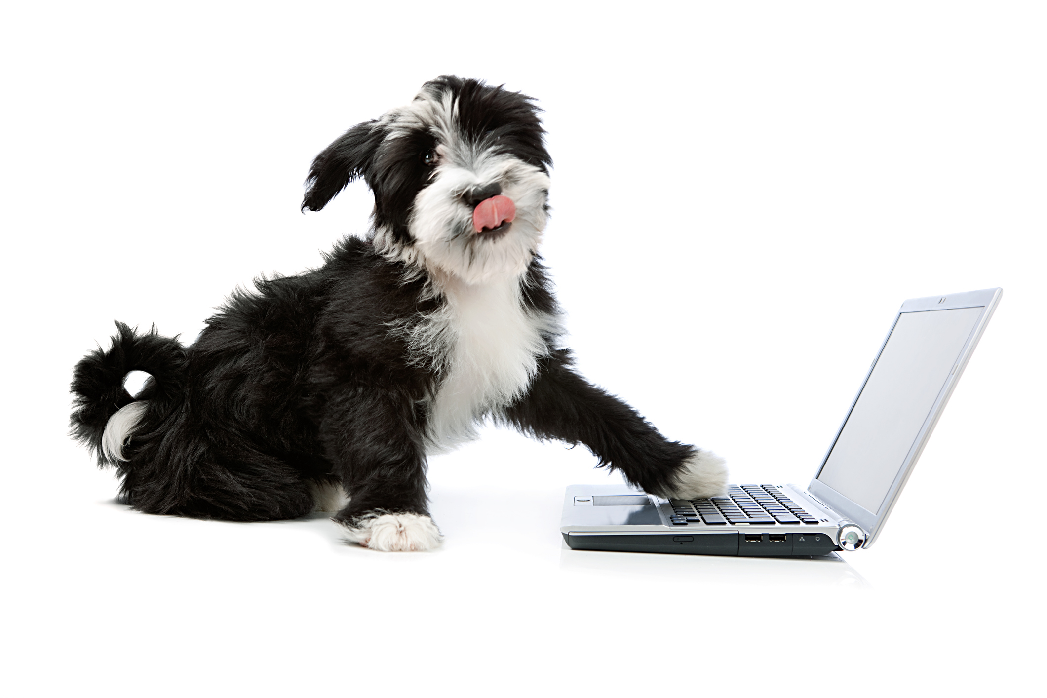 Dog Laptop Booking With Hinckley Pets in Home