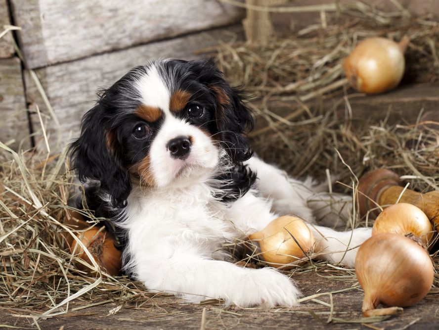 King Charles Spaniel with Onions