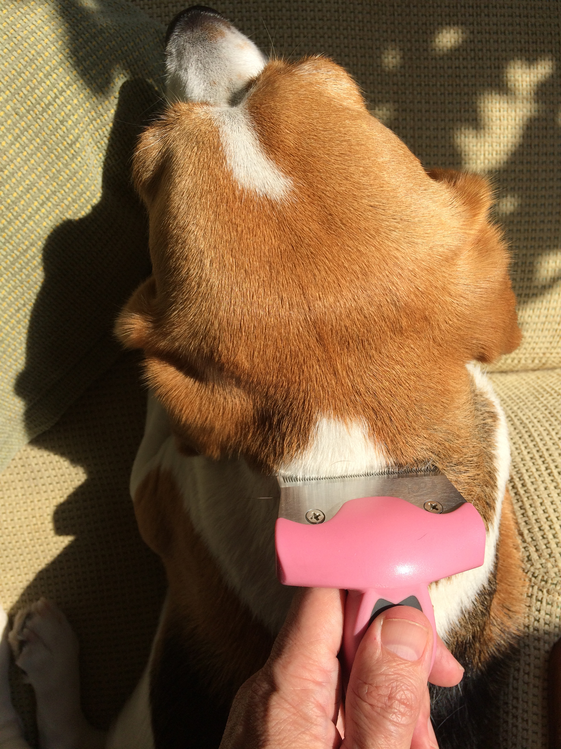 Beagle Pink Brush